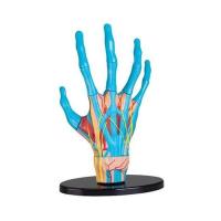 Набор для экспериментов EDU-Toys Модель руки сборная, 16,5 см Фото