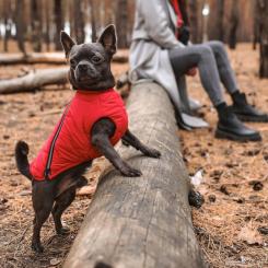 Жилет для животных Pet Fashion "E.Vest" XS красный Фото 3