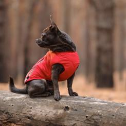 Жилет для животных Pet Fashion "E.Vest" XS красный Фото 4