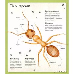 Книга Vivat Світ мурах - Штєпанка Секанінова Фото 7