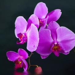 Обогреватель Trio Фіолетовий настрій Фото 8