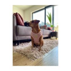 Шлей для собак Chloe's Home Dakar рожева XS Фото 3