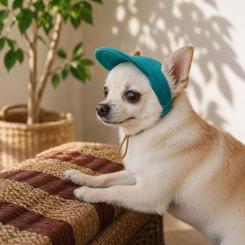Кепка для животных Pet Fashion Topaz XS Фото 4