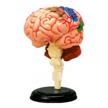 Пазл 4D Master Мозг человека Фото