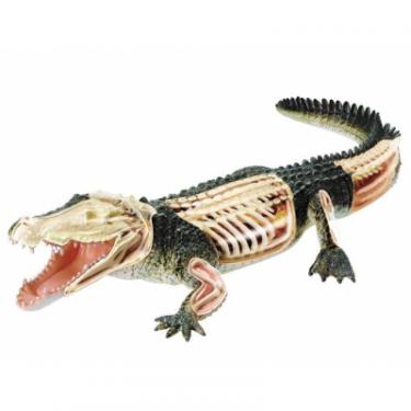 Пазл 4D Master Объемная анатомическая модель Крокодил Фото 1