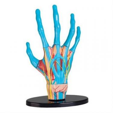 Набор для экспериментов EDU-Toys Модель руки збірна, 16,5 см Фото