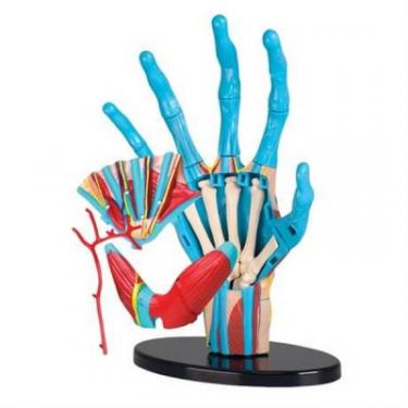 Набор для экспериментов EDU-Toys Модель руки збірна, 16,5 см Фото 1